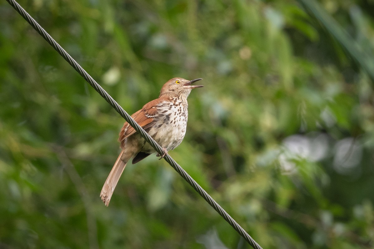 Brown Thrasher - ML348810061