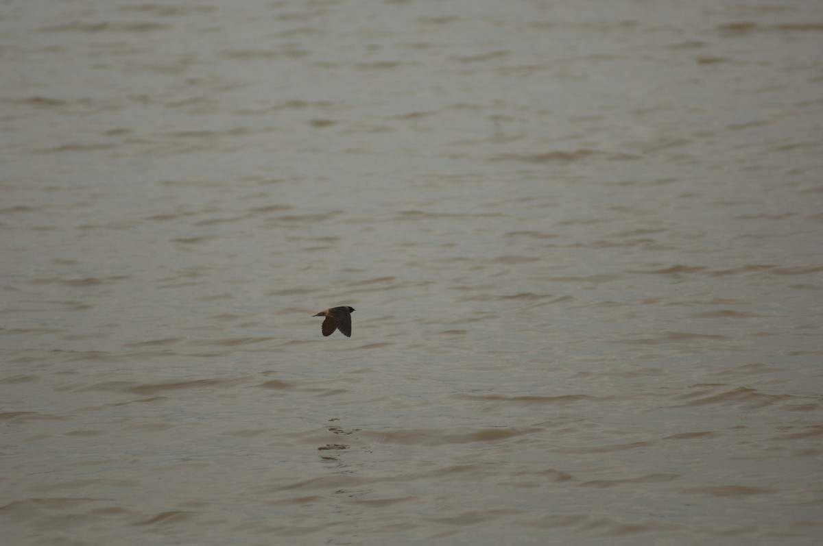 Cliff Swallow - ML348810071