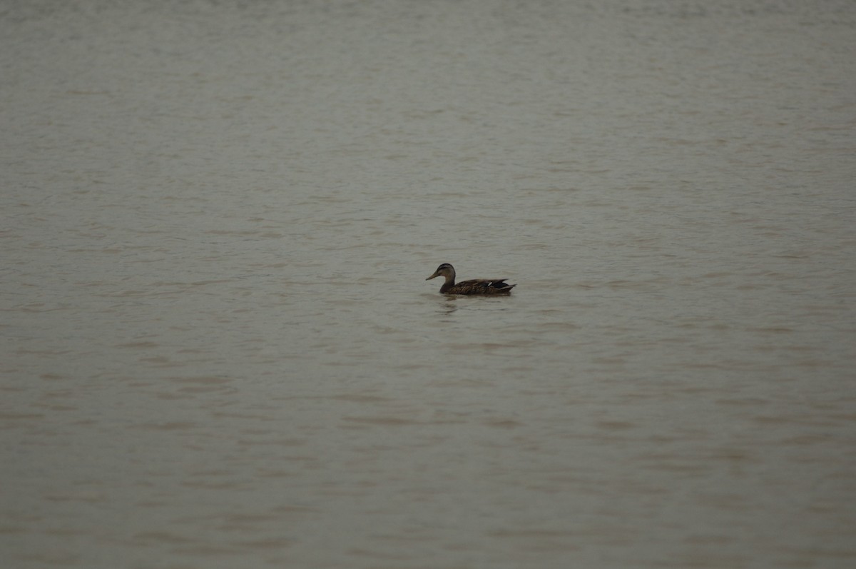 Mottled Duck - ML348810161