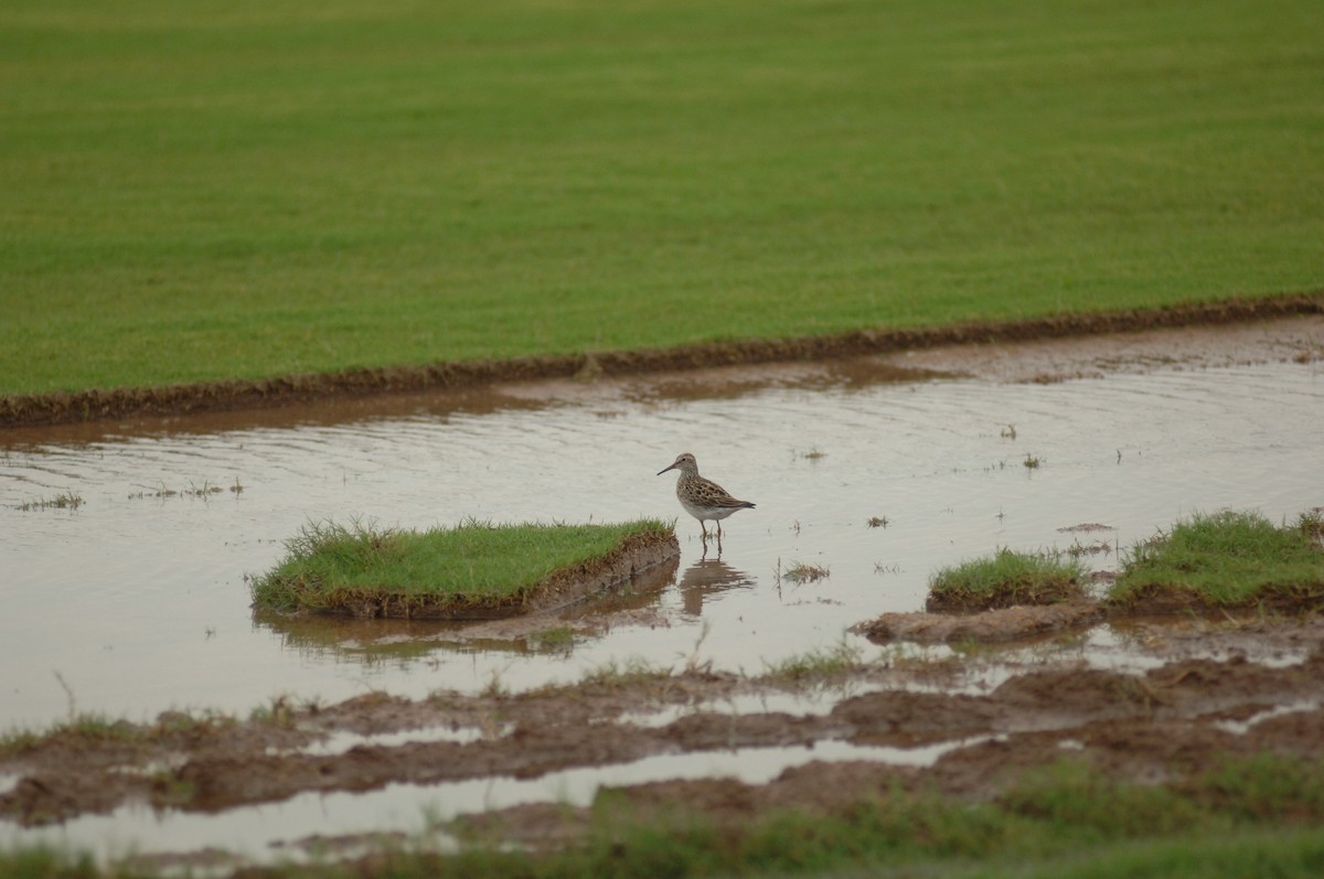 Stilt Sandpiper - Steve Welborn