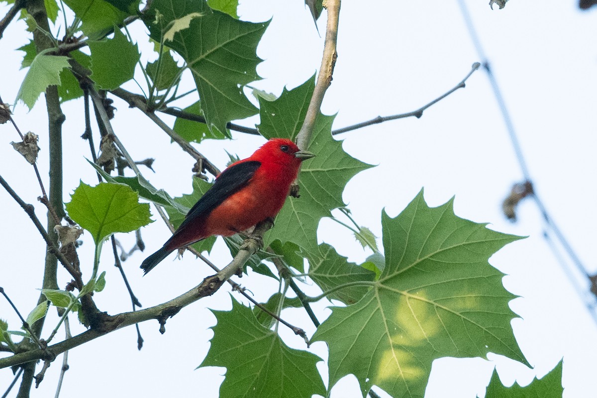 Scarlet Tanager - ML348811071
