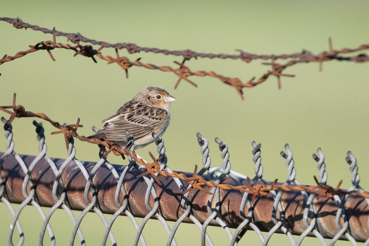 Grasshopper Sparrow - ML348811671