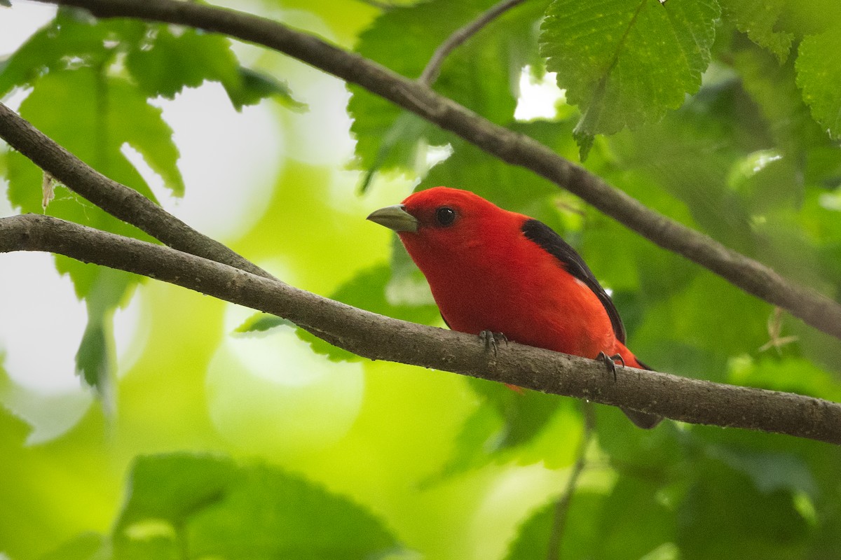 Scarlet Tanager - ML348811691