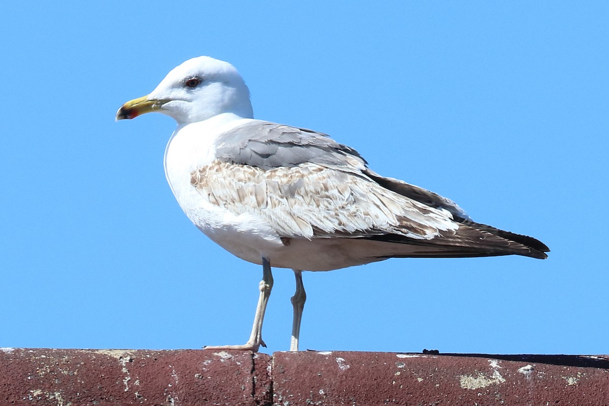 Lesser Black-backed Gull - Bruce Kerr