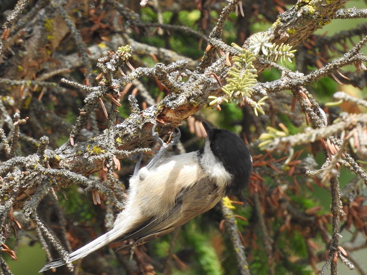 Mésange boréale - ML348814591