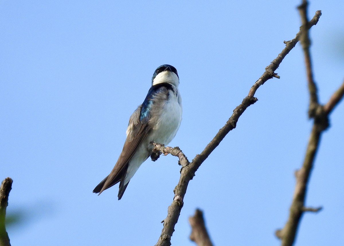 Hirondelle bicolore - ML348817041