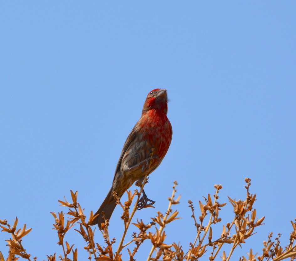 House Finch - Miko Tokuhama-Olsen