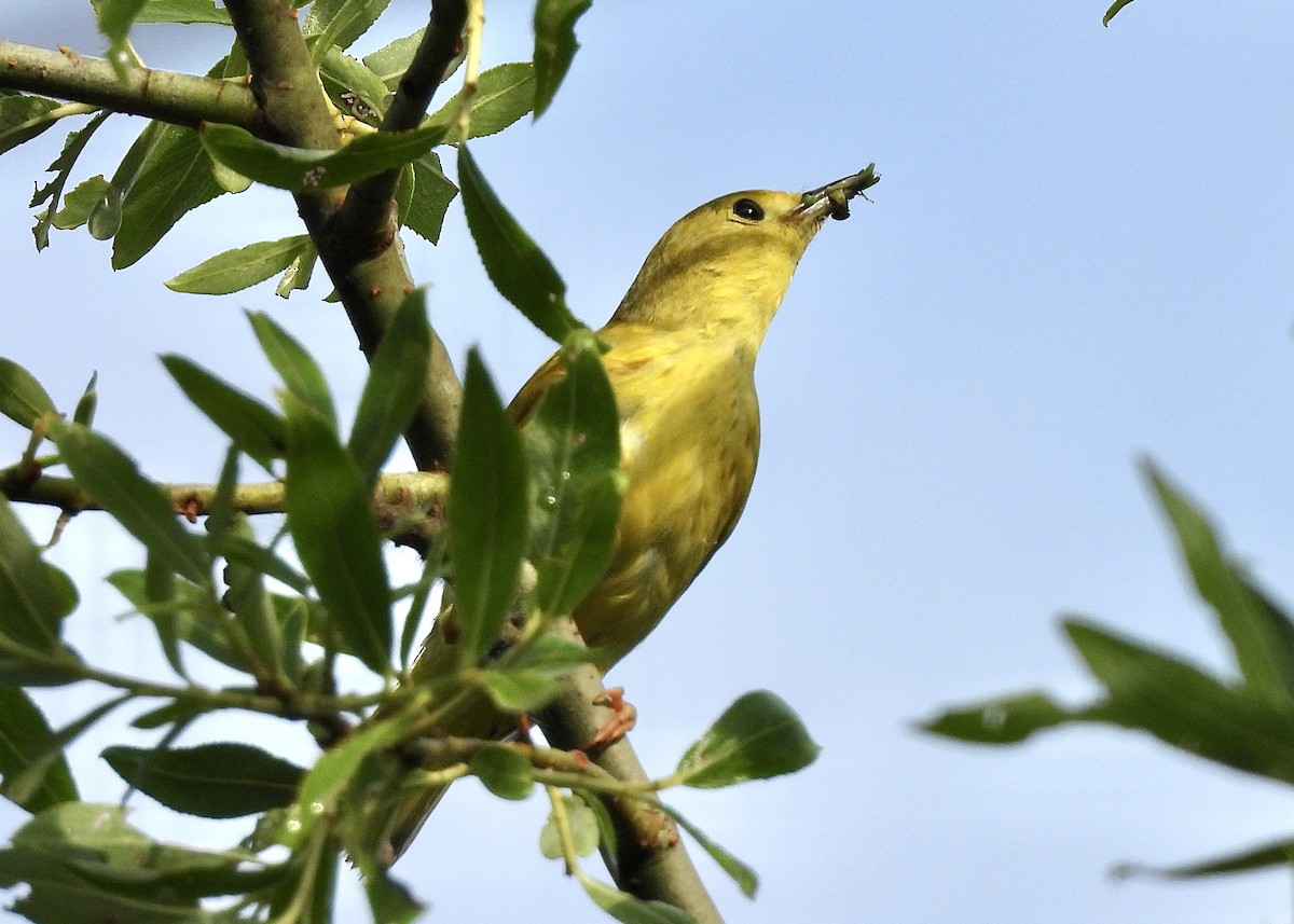 Paruline jaune - ML348817241