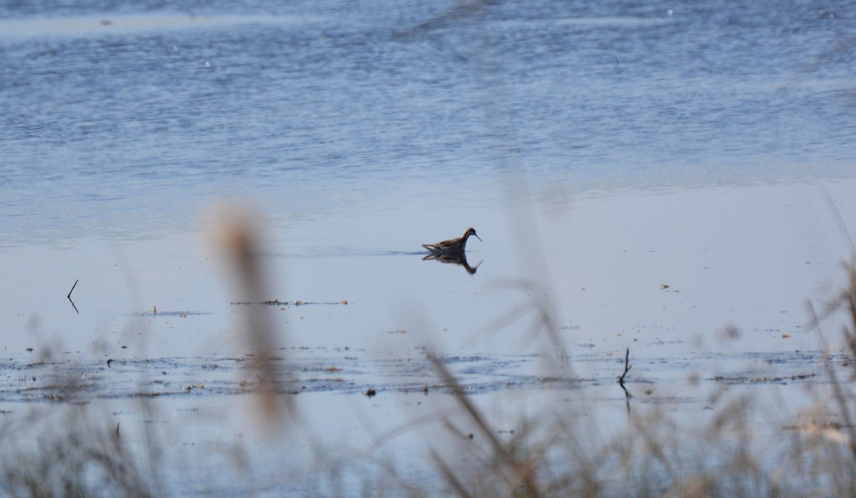 Wilson's Phalarope - ML348817811