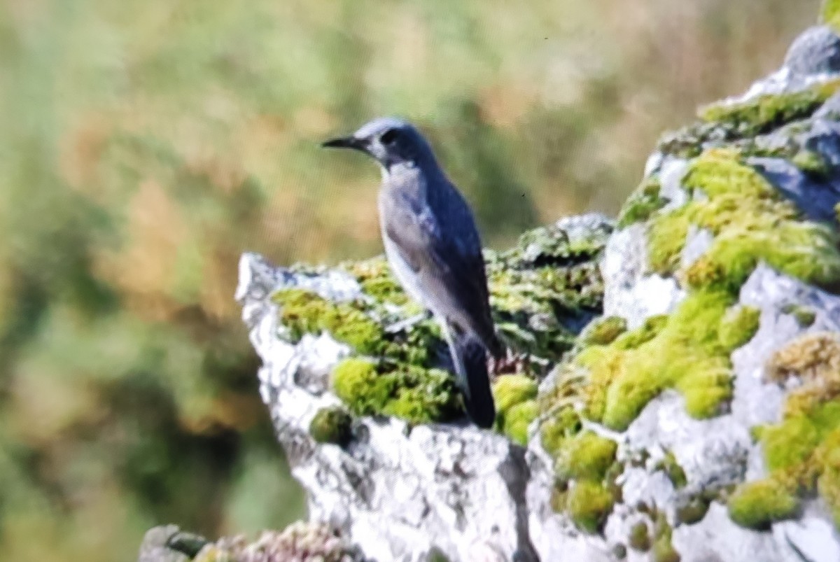 Цэнхэр жижир - ML348819001