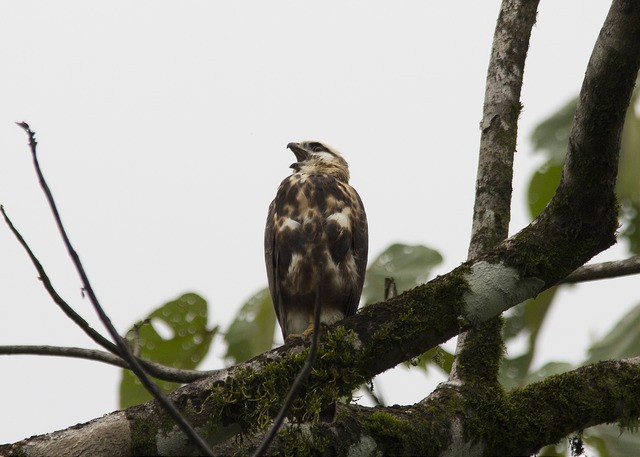 Gray-lined Hawk - ML34881971