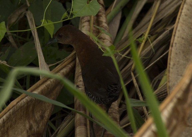 White-throated Crake - ML34882001