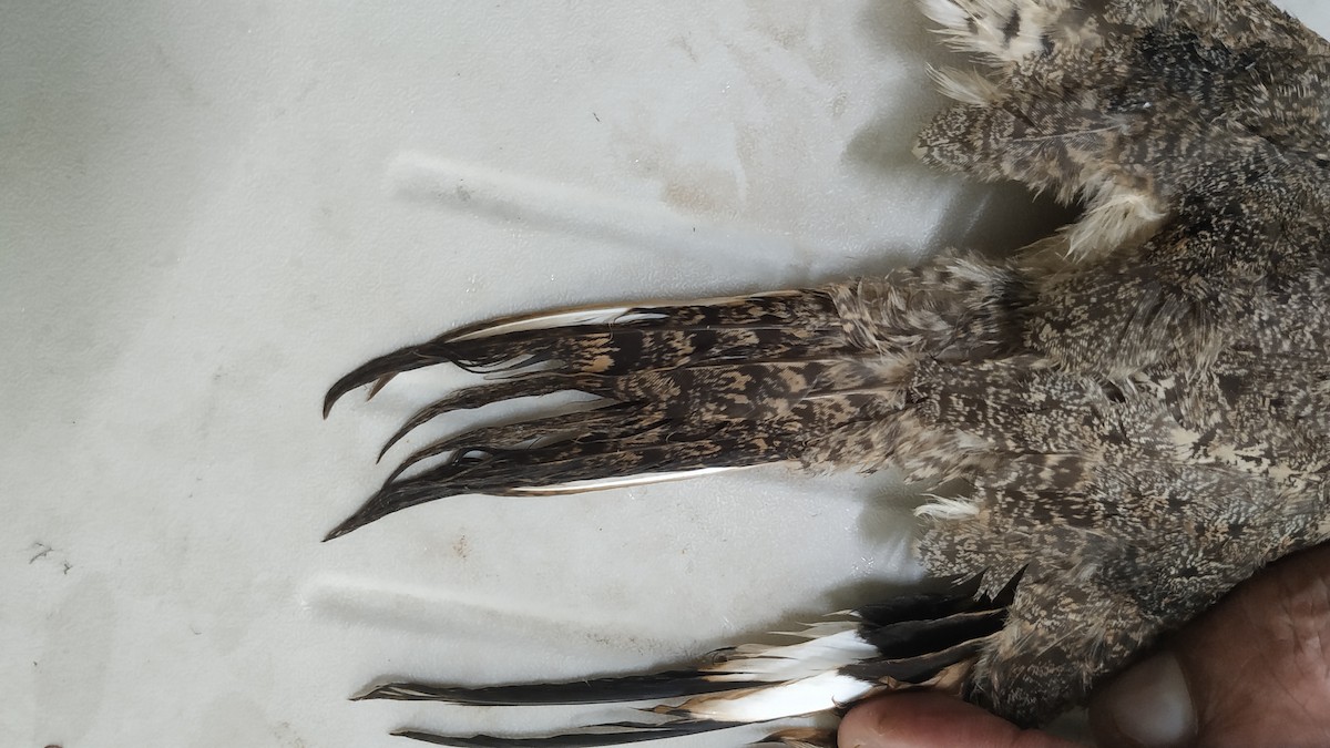 Sykes's Nightjar - ML348820301