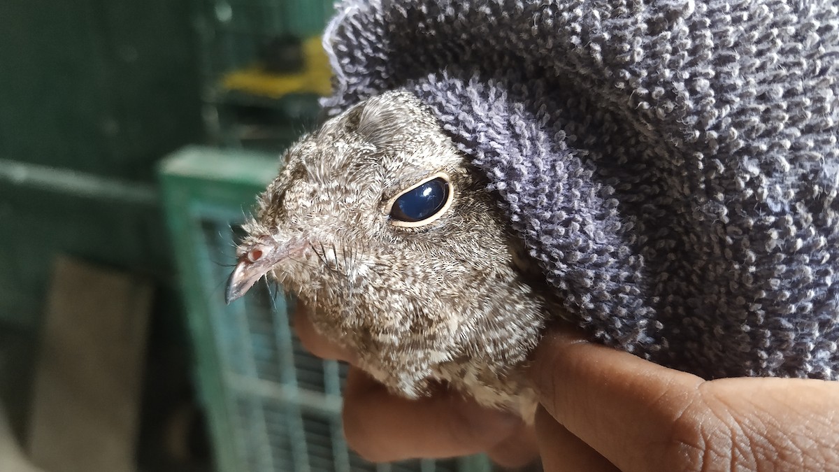 Sykes's Nightjar - ML348820391