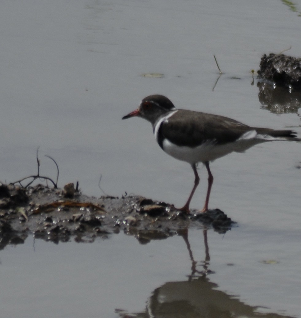 Three-banded Plover - ML348821701