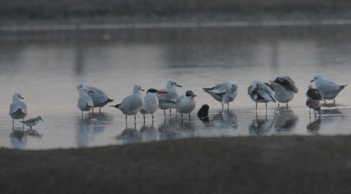 Slender-billed Gull - Hong Yao Lim