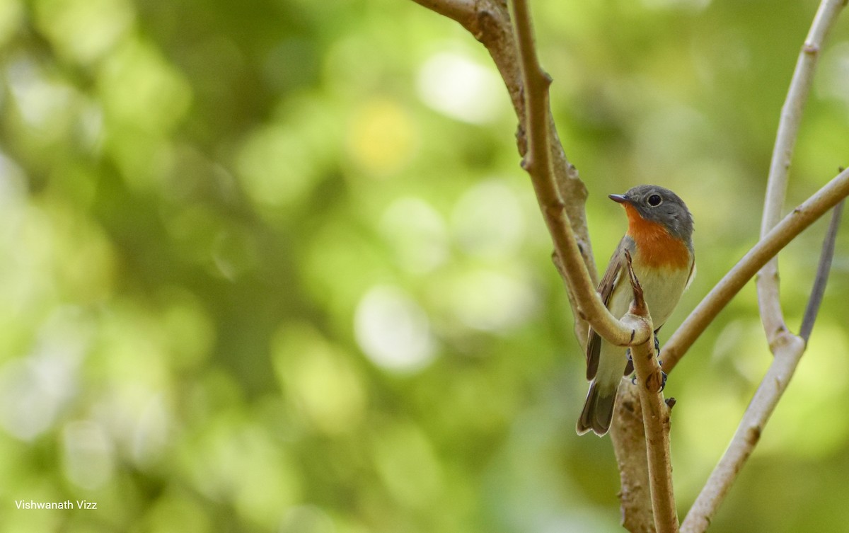 Red-breasted Flycatcher - ML348823351