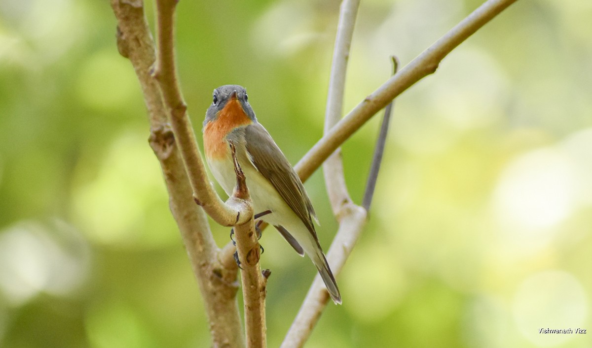 Red-breasted Flycatcher - ML348823431