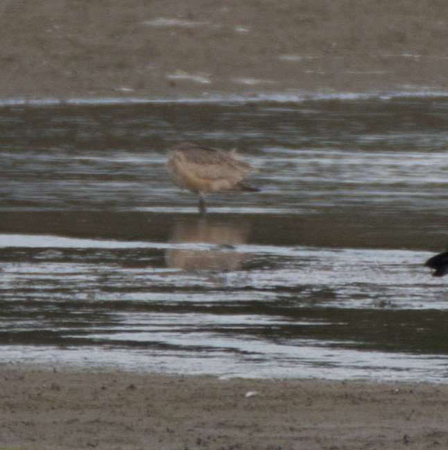 Marbled Godwit - John Lindsey