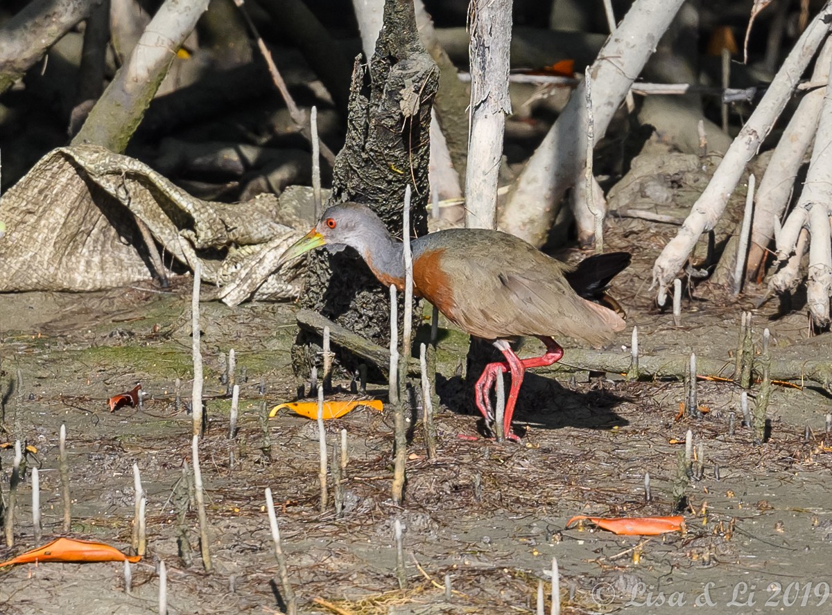 Little Wood-Rail - ML348823891