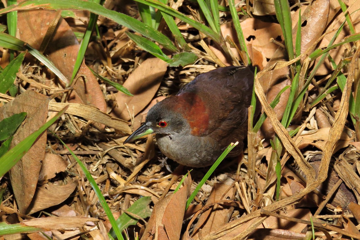 ハイムネコビトクイナ - ML34882501