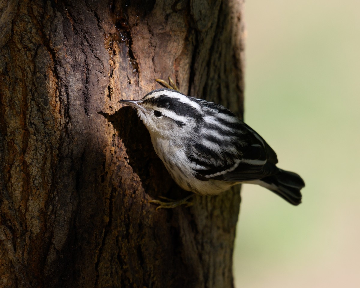 Black-and-white Warbler - ML34882601