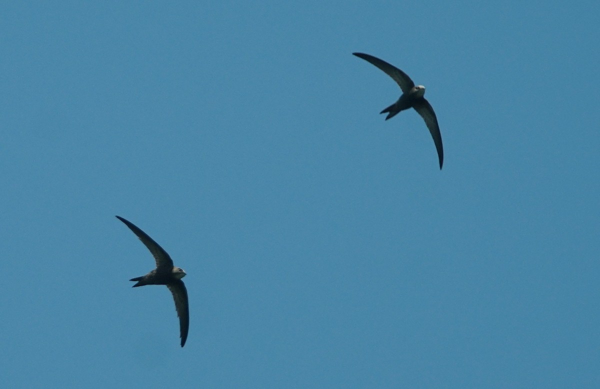 Pallid Swift - ML348827481