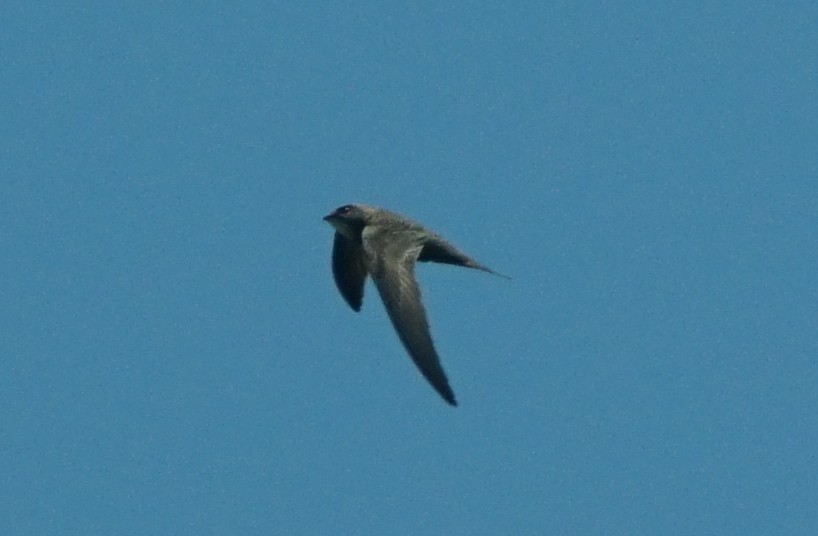 Pallid Swift - ML348827531