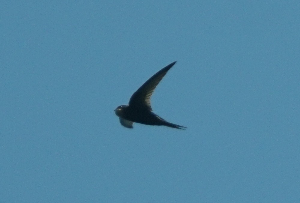 Plain Swift - ML348828881
