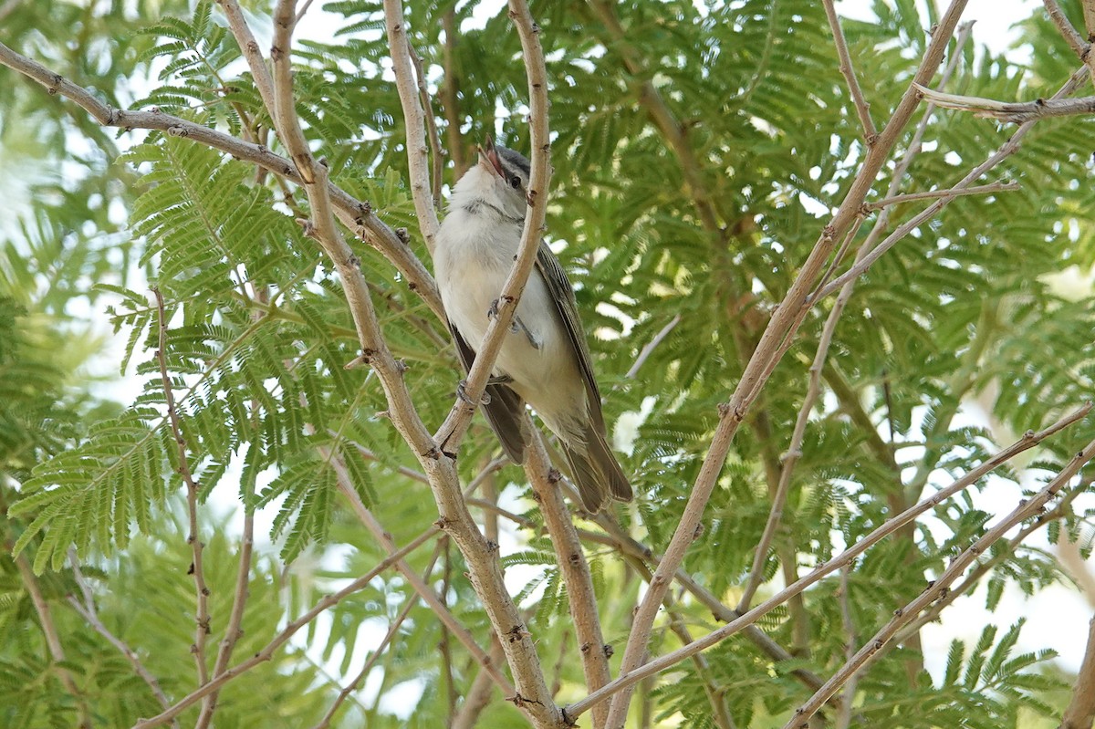 Kızıl Gözlü Vireo - ML348829981