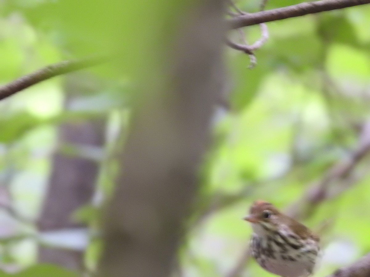 Paruline couronnée - ML348831591