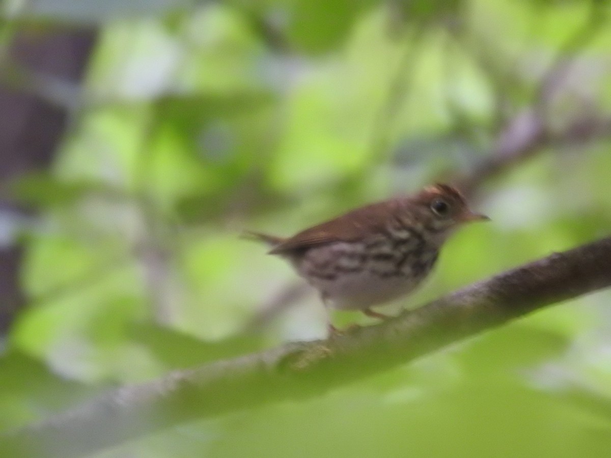 Paruline couronnée - ML348831621