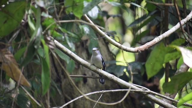 Gray-lored Broadbill - ML348831771