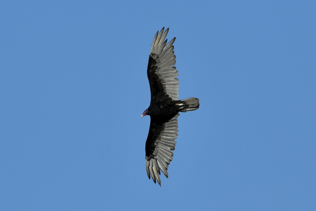 Turkey Vulture - ML348832181