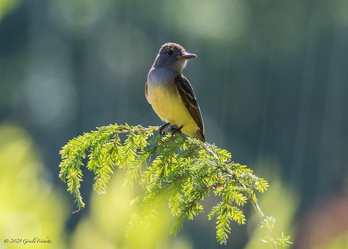 Great Crested Flycatcher - ML348832561