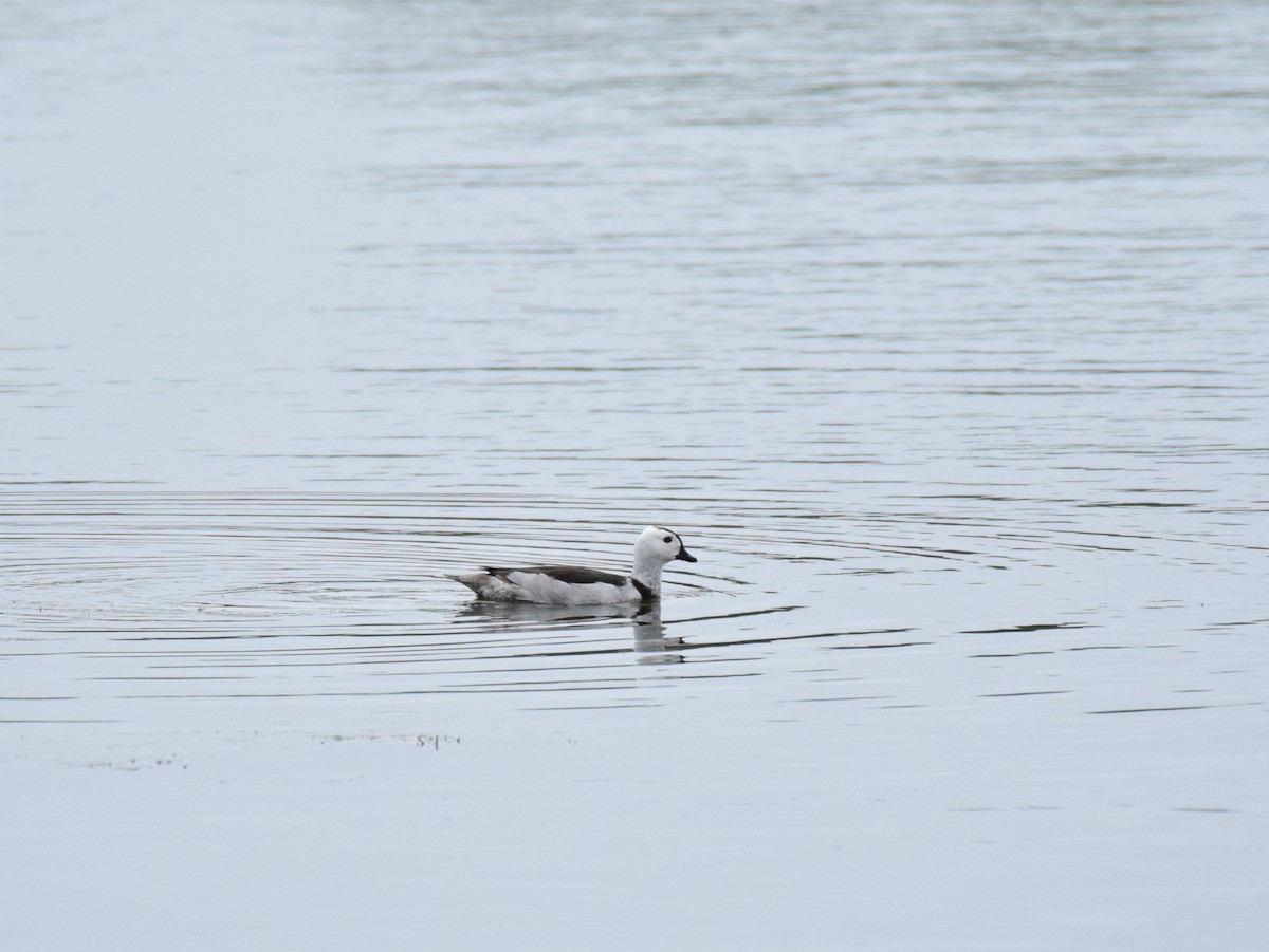 Cotton Pygmy-Goose - ML348835901