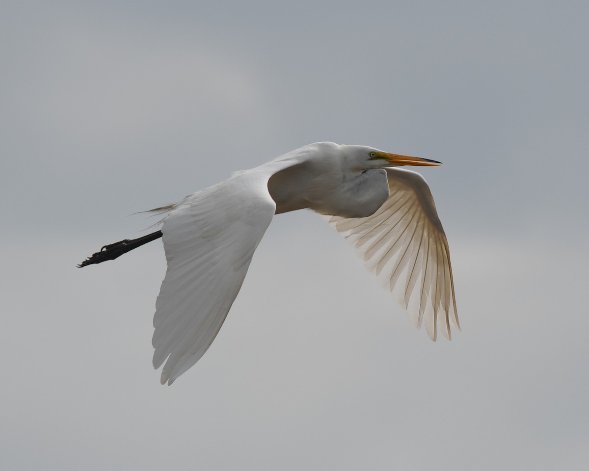 Great Egret - Keith McCullough