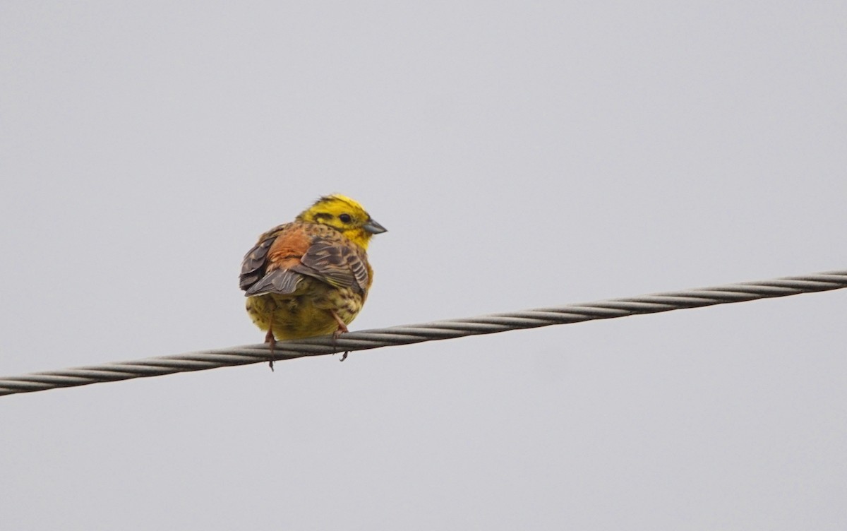 Yellowhammer - ML348837361