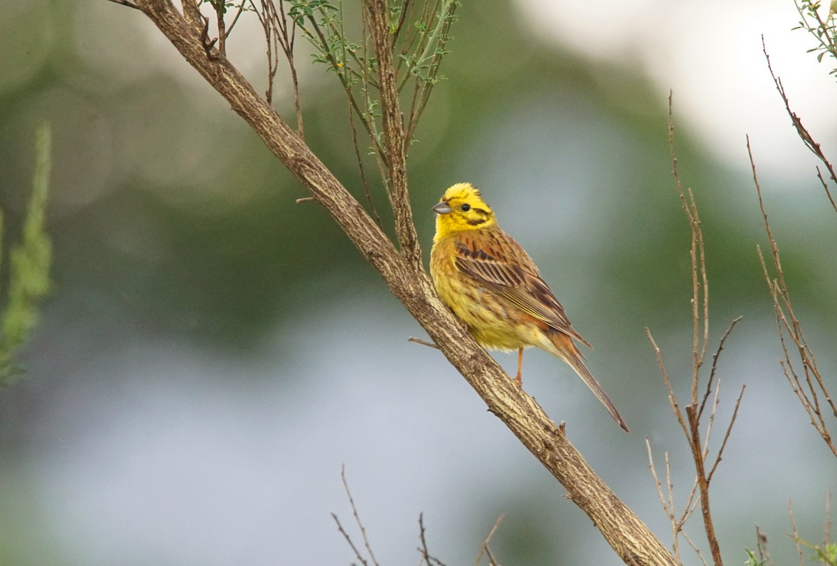 Yellowhammer - ML348837521