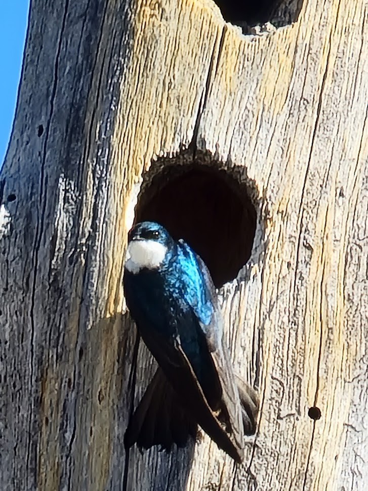 Tree Swallow - ML348837891