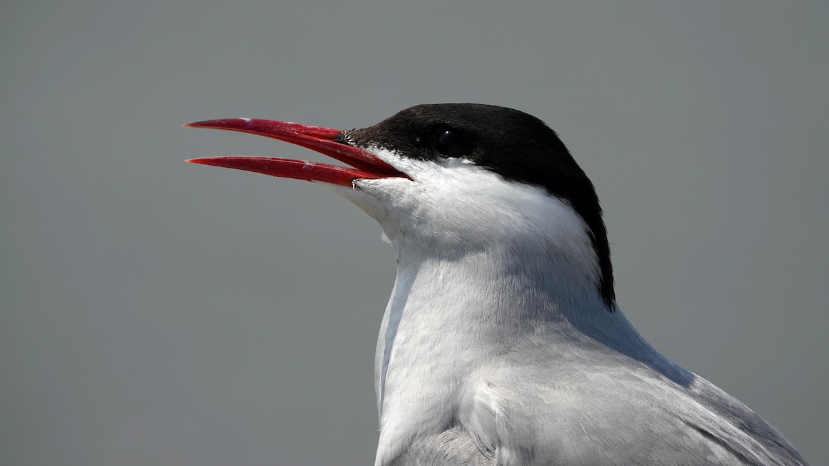 Arctic Tern - ML348838591