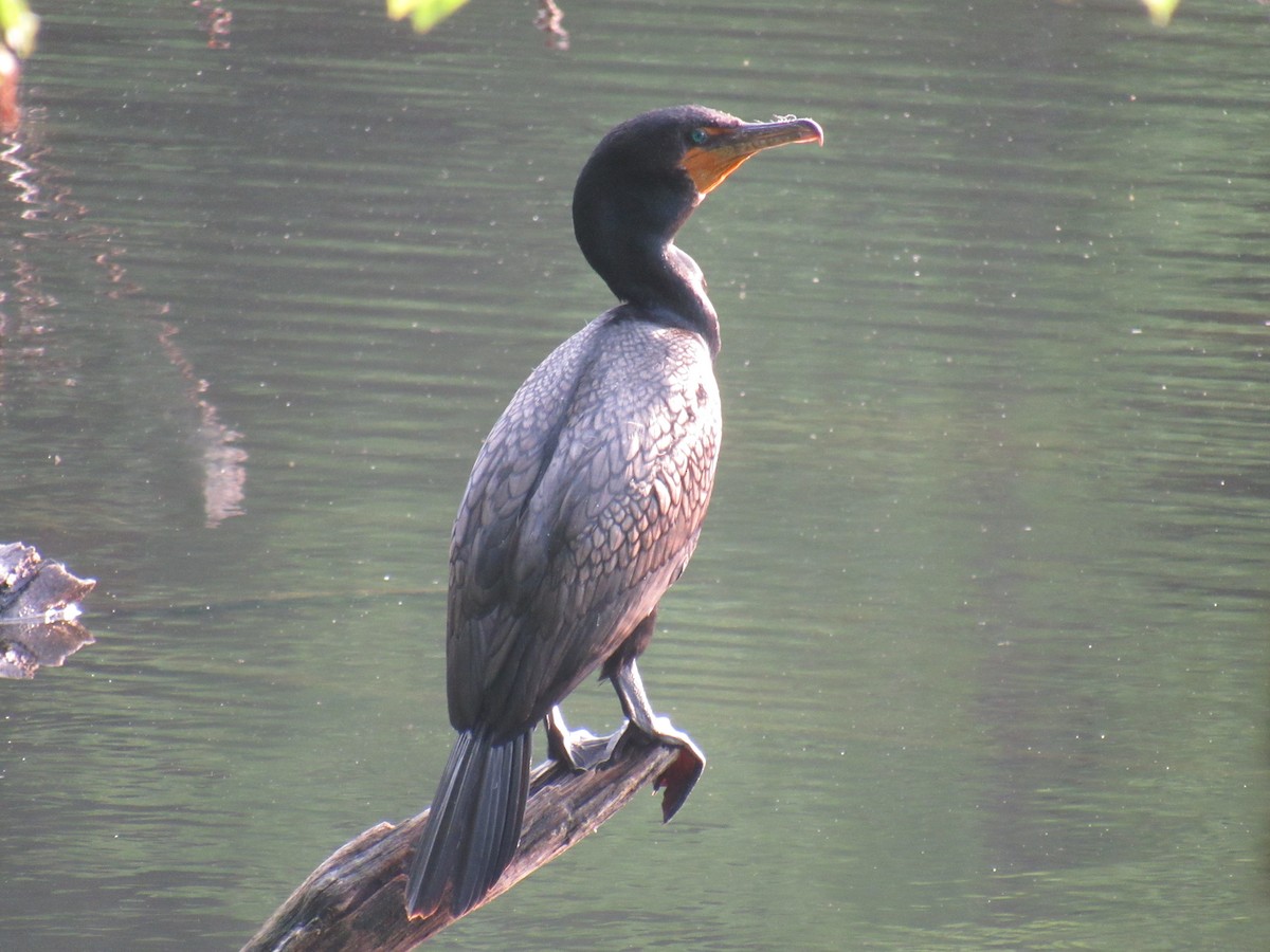 Double-crested Cormorant - ML348839351
