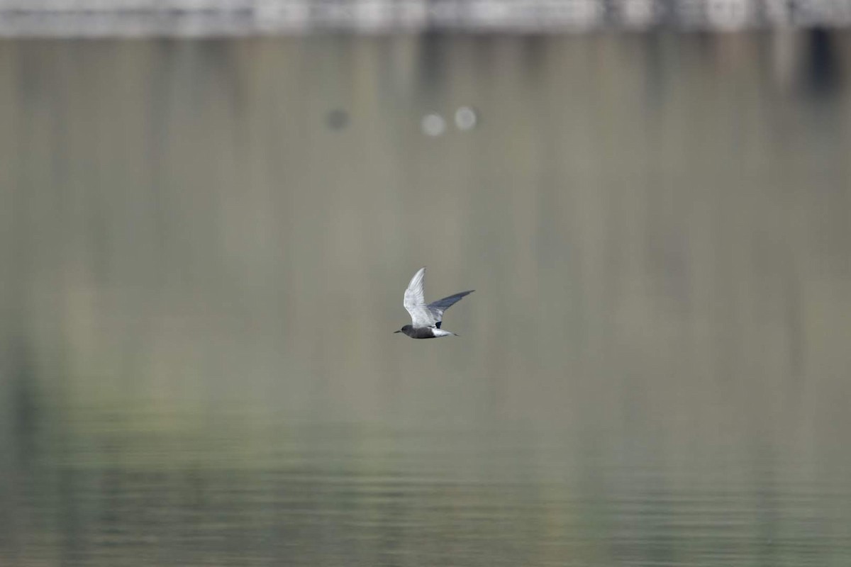 Black Tern - ML348842031