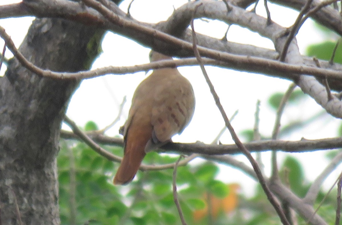 Blue Ground Dove - ML348842041