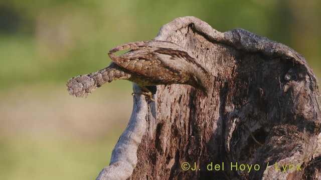 Eurasian Wryneck - ML348842701