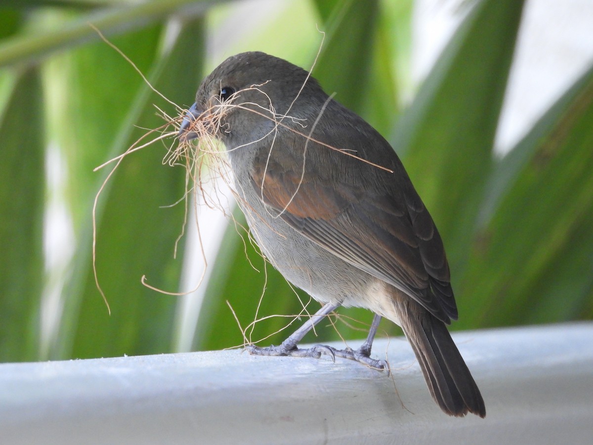 Barbados Bullfinch - ML348844251