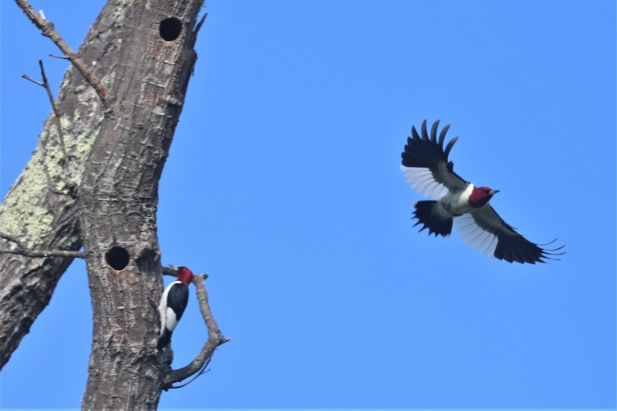 Red-headed Woodpecker - ML348845461