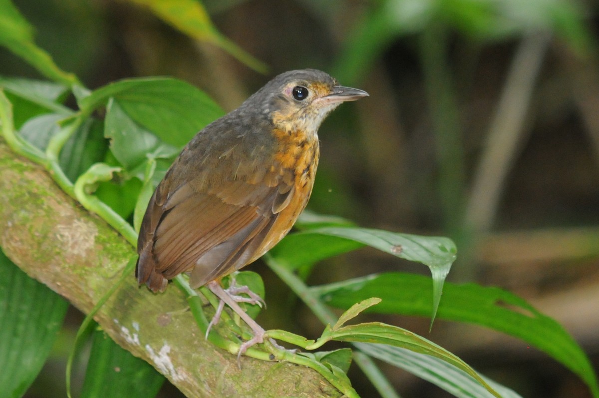 Thicket Antpitta - Bruce Mast
