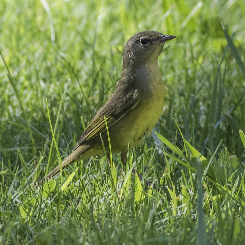 Graukopf-Waldsänger - ML34884781