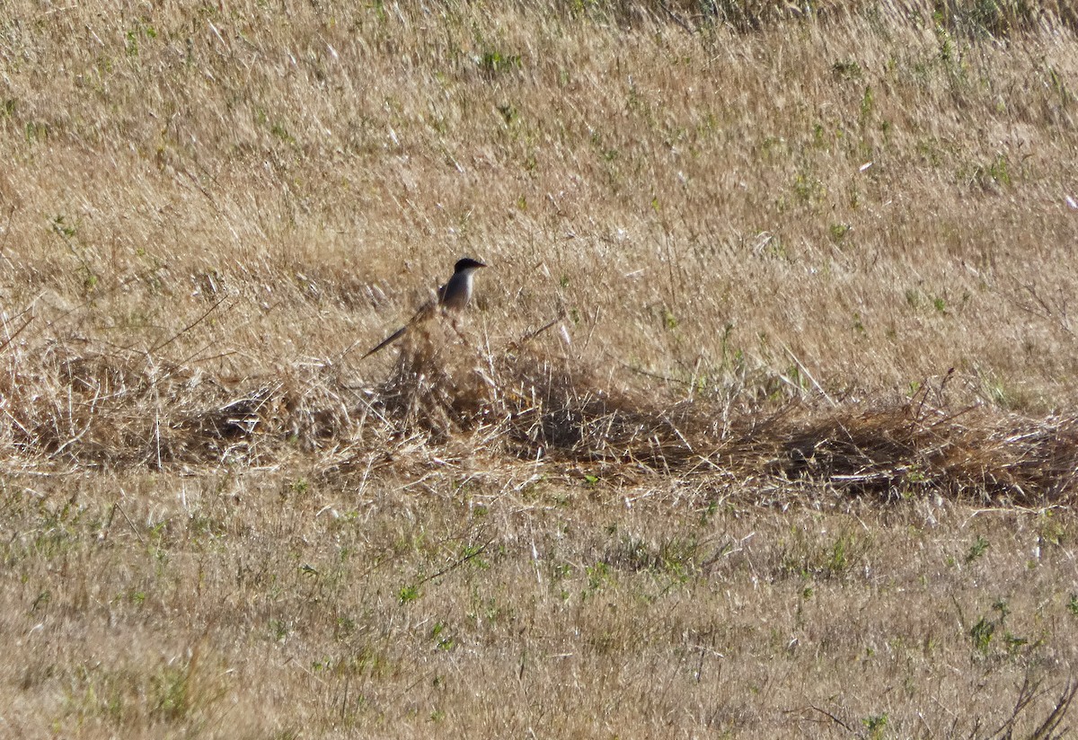 Iberian Magpie - ML348849161